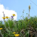 Hieracium villosum 이미지
