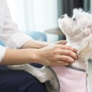 미용하는 강아지 이미지