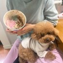 촹이 | 결혼 담날 세미 신혼여행 & 박오수니의 만행