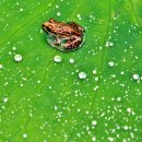 개굴개굴 이미지