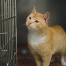 24시 성심동물메디컬센터 이미지