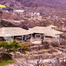 다압면 섬진강 매화마을 인근 | 섬진강이 품은 봄의 향기, 광양 매화마을 완벽 여행 가이드