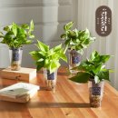 수경꽃집 이미지