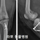 보람동물병원 이미지