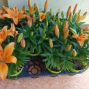 힐링밸리민박 이미지