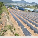 언덕농장 이미지