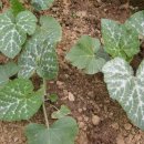 정신농장 이미지