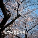 동학사 | 공주 계룡산 동학사 벚꽃축제 2026 후기! 실시간 개화율, 인파, 주차 꿀팁