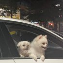 초이모바일 이미지