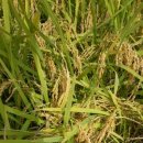 터골농원 이미지