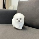 비욘멍멍