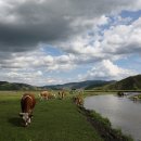 (퍼옴) 내몽고 후룬뻬이얼 초원 이미지