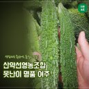 산약선