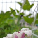 클레마티스 이미지