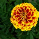 이충주공1(반지마을1단지) 이미지