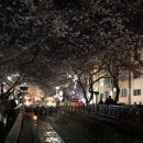 안민골프연습장 | 2019 진해군항제 벚꽃 개화 상태 주차팁