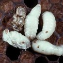 가시응애 (Tropilaelaps mites) 일생 순환 이미지