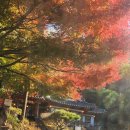 G3호텔 | 🍁 남산 단풍 원데이 여행코스 — 명동부터 국악당까지 완벽한 하루
