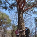 차돌배기로 이미지