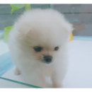 살랑살랑 반려견미용실 이미지