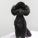 상콤 발랄 헬로퍼피 이미지