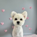 꿈꾸는 댕 이미지