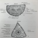 수목 이미지