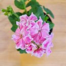 (주)프루 이미지