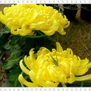 사간의향기 이미지