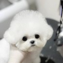 퍼피빌리지 이미지
