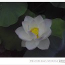 갈대숲소리, 플룻 이미지