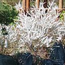 풍경 조형물 | 논산시민가족공원 봄꽃과 조형물