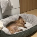 pet228누4303 | 울산중구애견미용 펫더헤븐 성남점 전체미용+슈렉팩 후기