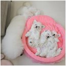 펫스티발 이미지