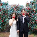 동백정원 | [웨딩촬영] 서울 토탈스튜디오 메이스튜디오 옥상 동백꽃 정원 배경 후기 🌺