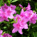 원미공원 이미지