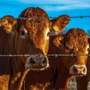 인비농장 | 감자 비료 가격과 올바른 사용법 핵심 정보 모음