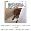 댕댕이샤워 네이버블로그