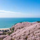 남천2동 | 부산 벚꽃 명소 추천, 설렘 가득한 봄날의 나들이