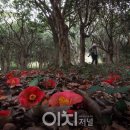 차나무숲 이미지