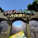 (주)경남개발 | 김해벚꽃명소추천 놀면뭐하니 양상국편 촬영지 김해가야랜드 벚꽃나들이 후기