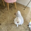 화양견화 이미지