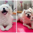 짱구네 동물병원 이미지