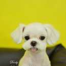 둘리애견미용샵 이미지