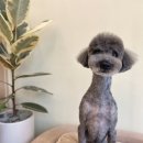 송단이네 반려견미용실 이미지