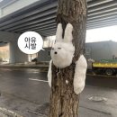 한국에스케이에프씰(주) | 치이카와샵 용산점 첫 날 방문 후기