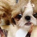 대한견식 이미지