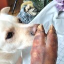 댕댕까까 이미지