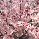벚꽃 Daum카페
