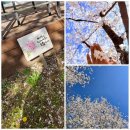 탄동천-1 | 쓰레기사냥꾼 111번째 이야기, 벚꽃과 함께한🌸 탄동천 플로킹